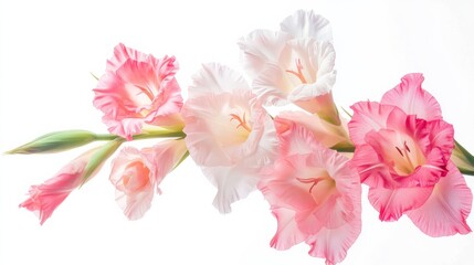 Pink Gladiolus Flowers on White Background.