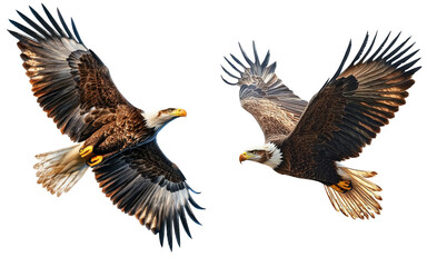 Obraz premium Two majestic eagles soar gracefully through the sky, showcasing their powerful wings and striking features in a stunning display.