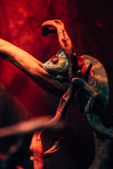 A chameleon rests on a branch inside a terrarium, illuminated by warm red-orange light, creating a striking contrast against the dark background.  © Borys
