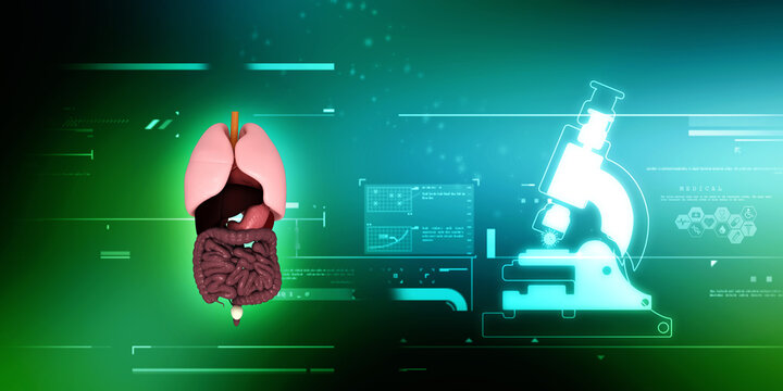 

3d illustration human digestive system