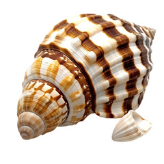 Obraz premium seashell isolated on white background