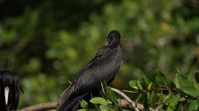 Magnificent frigatebird, Fregata magnificens, flying bird in green vegetation. Tropical sea bird from Costa Rica coast. Wildlife scene from nature. Flying bird with wings above Tarcoles River.