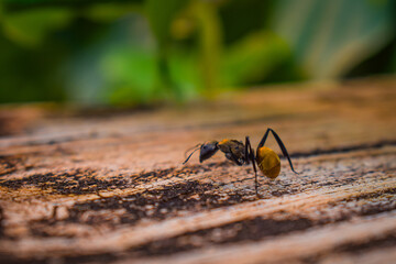 ant on the wood