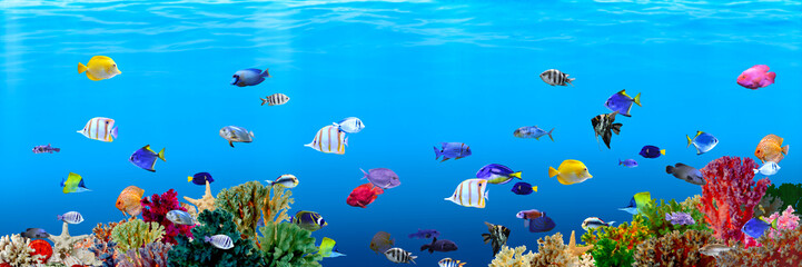 Different bright fishes and corals in sea, underwater view
