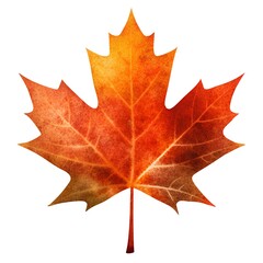 Obraz premium maple leaf isolated on white