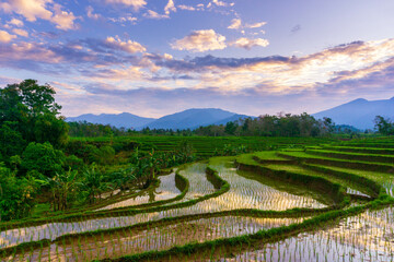 indonesia beauty landscape paddy fields in north bengkulu natural beautiful morning view from Indonesia of mountains and tropical forest