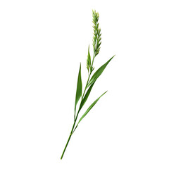 Naklejka premium Isolated green reed plant on white background. Perfect for botanical, nature, and environmental projects.