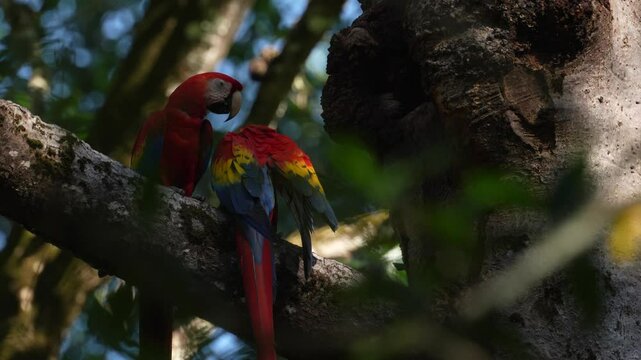 Pair of red macaw parrot near the tree nest hole, nature habitat. Two macaw nesting, Rio Tarcoles in Costa Rica. Bird bahaviour in the forest, cleaning plumage feather on the tree branch, wildlife.