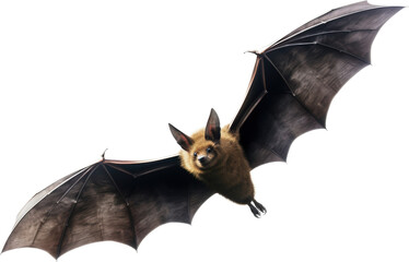 A brown bat in flight