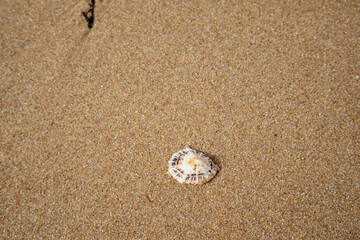 shell on the beach