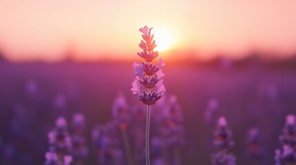 Fototapeta premium A single lavender flower in sharp focus, with the blurred background of a vast lavender field glowing in the afternoon sun