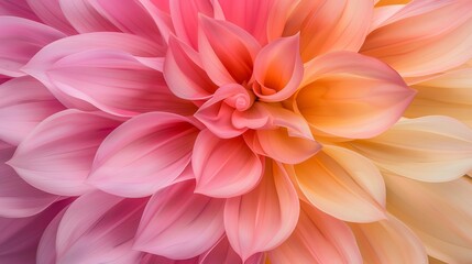 Obraz premium A vibrant, close-up view of soft pink and orange petals, showcasing the delicate beauty of nature's floral patterns.