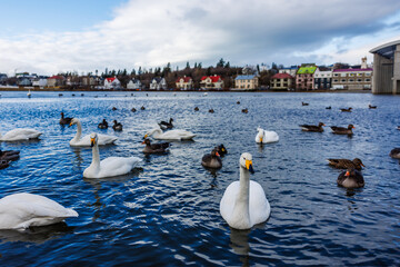 swans on the lake