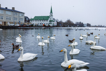 swans on the lake