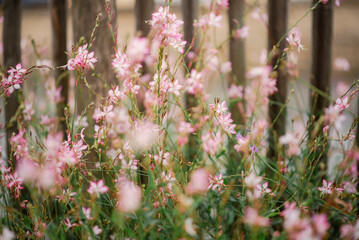 Pink gaura blossoms swaying in gentle breeze against wooden fence