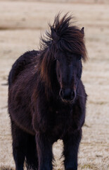 black and white horse