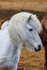 Icelandic Horse