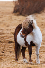 Icelandic Horse