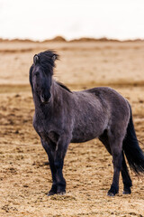 Icelandic Horse