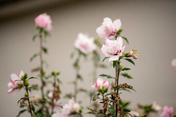 Obraz premium Delicate pink blossoms in a soft focus garden background