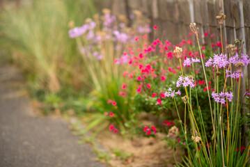 Wildflowers in bloom along rustic pathway in serene countryside setting