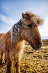 Icelandic Horse 
