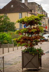 Charming european street with potted evergreen and historic architecture