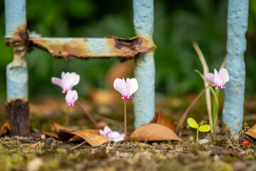 Delicate cyclamen flowers blooming amidst rustic metal fence in nature