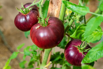 Tomato variety "Blue Beauty" on a branch in a greenhouse close-up