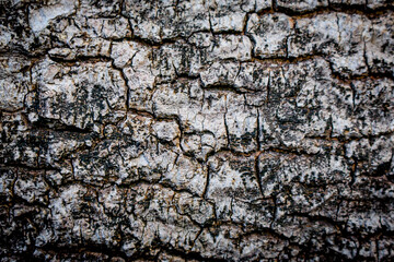 Old bark texture background, rough, cracked.