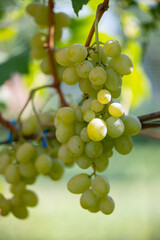 Close-up of a bunch of white grapes on a branch
