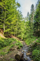 Cascada Bursuc, Putna 727455  -  Europe, Romania, Suchav region 