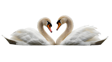Two white swans forming a heart shape isolated on transparent , white background png