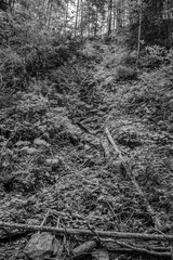 Cascada Bursuc, Putna 727455  -  Europe, Romania, Suchav region 