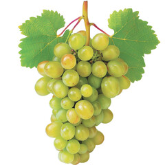 Obraz premium bunch of grapes isolated on white