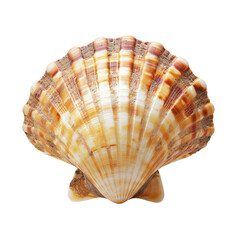 Fototapeta premium sea shell isolated on white