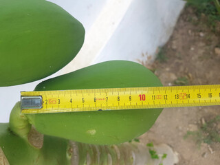 Papaya