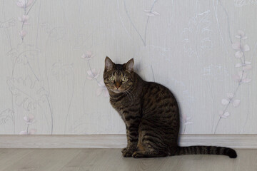 Cute cat at home sitting on the floor alone. Large full-face portrait on light background. Copy space.