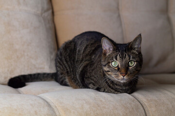 cat on the couch. Cute cat at home sitting on the sofa alone. Large full-face portrait on light background. Copy space.