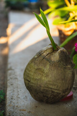 Germinated coconut in a tropical forest. Concept of agriculture, organic gardening, planting or traditional ecology.