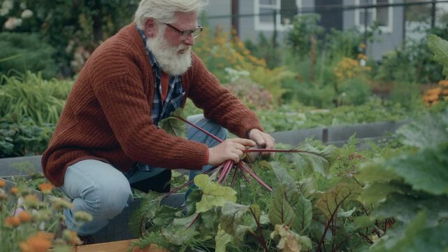 Elderly man in glasses and knitted cardigan picking ripe beets from ground, removing soil and placing in wooden crate in home garden