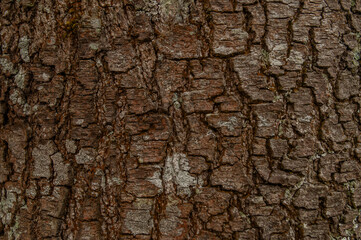 Bark texture photographed close up