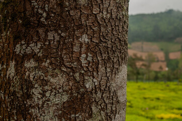 Bark texture photographed close up