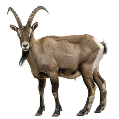 Fototapeta premium close up of a goat