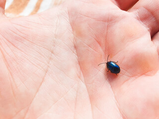 A beetle on the palm of my hand, my arm. Alder leaf beetle. Blue beetle.