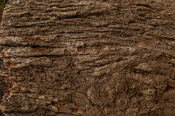 Bark texture photographed close up