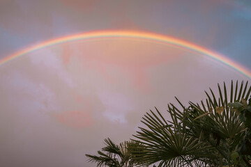 arc en ciel et palmier après l'orage
