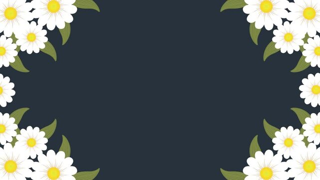 beautiful white daisy flower frame template. copy space background. daisy flower animation. looping animation
