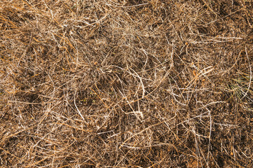 gros plan herbes sèches