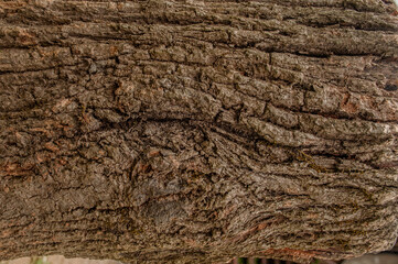 Bark texture photographed close up